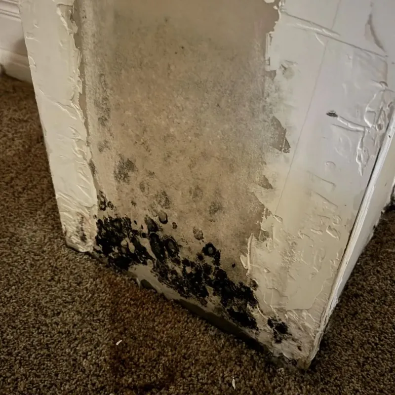 Professional Mold Removal in Monroe County, AR